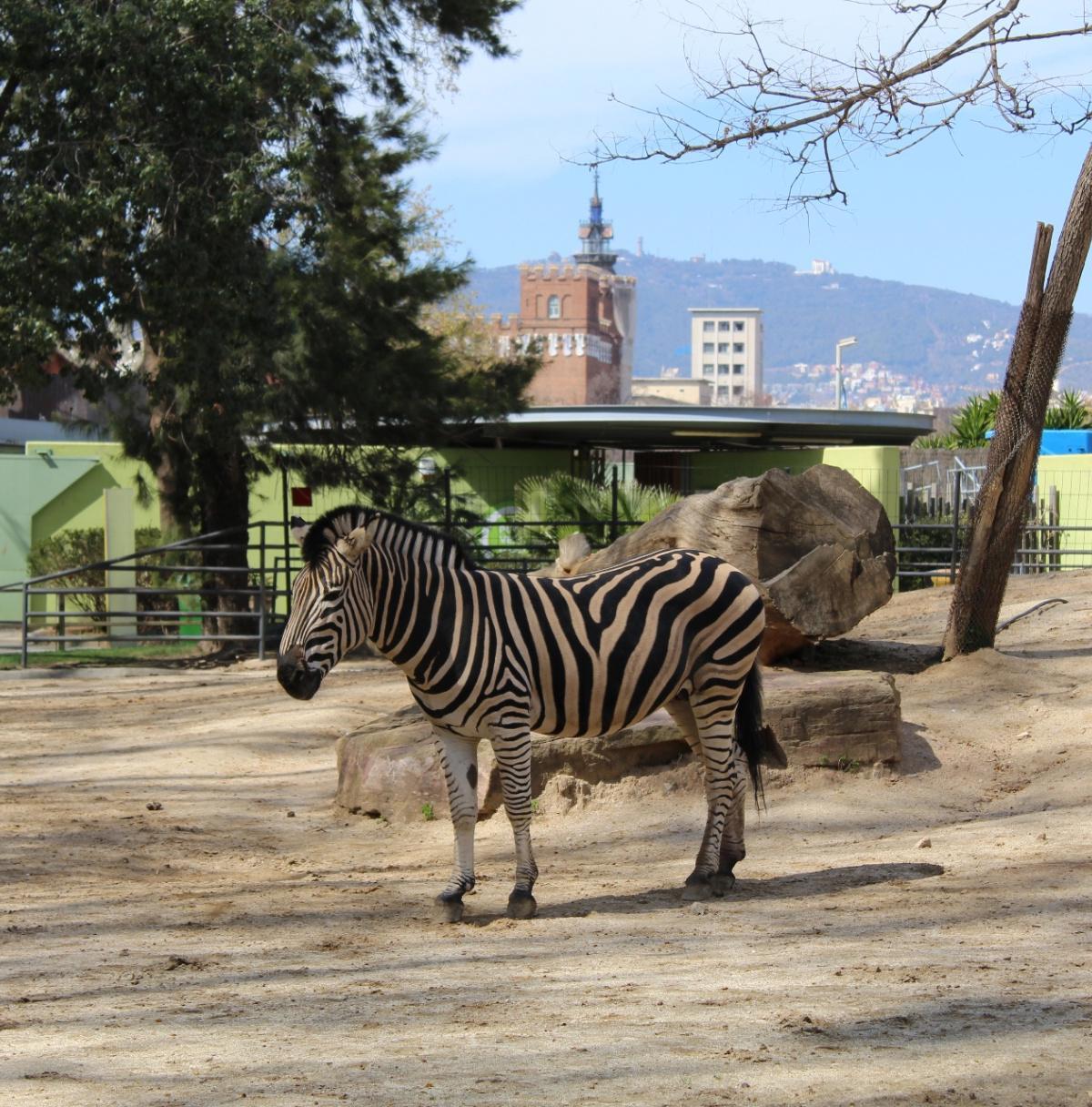 Zoo di Barcellona